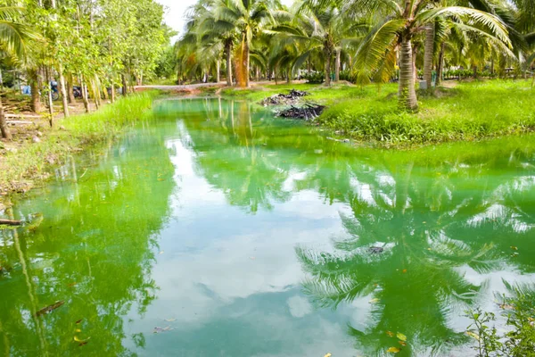 Blue Water Surface Surrounded Coconut Groves Southern Thailand — Stockfoto