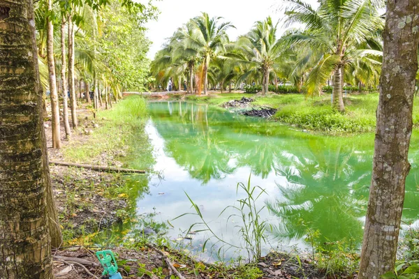 The blue water surface is surrounded by coconut groves in southern Thailand.