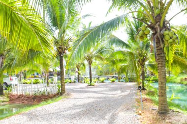 The entrance to the garden and resort is lined with coconut trees