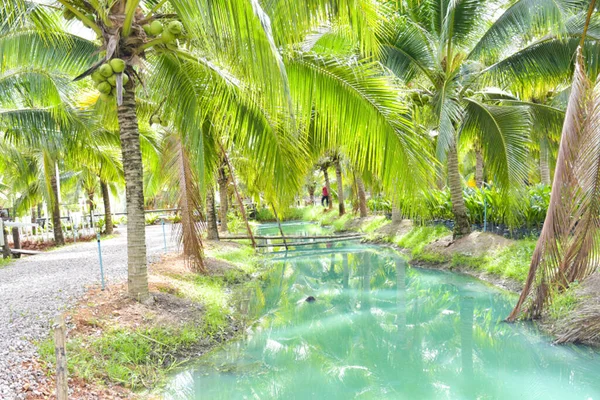  Beautiful water in a resort that relaxes tourists in a coconut grove