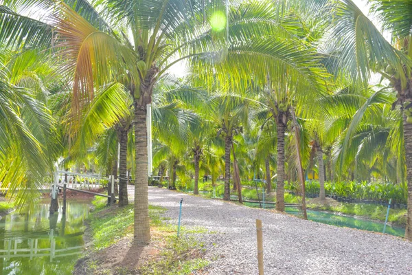 The entrance to the garden and resort is lined with coconut trees