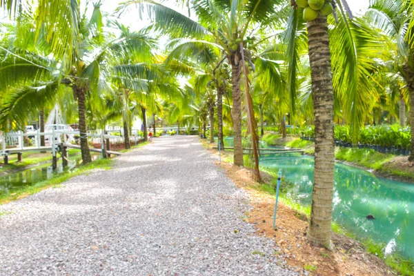 The entrance to the garden and resort is lined with coconut trees
