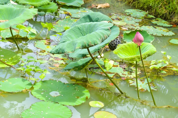 Розовый Лотос Цветет Листья Зеленые Водном Саду Юге Таиланда — стоковое фото