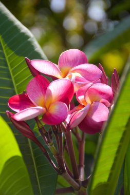 Pink frangipani flowers blooming  and sunlight soft blur background