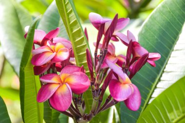 Pink frangipani flowers blooming  and sunlight soft blur background