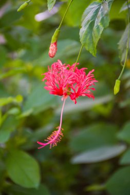 Orange-red hibiscus flowers, beautiful streaks bloom in the garden