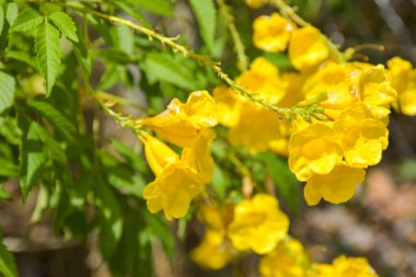 Yellow elder flower blooming in garden beauty nature and soft blue background