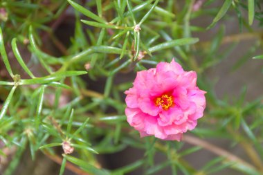  pink small flower blooming in garden