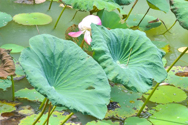 Pink Lotus Blossoms Water Drops Lotus Leaf Morning Pond — Photo