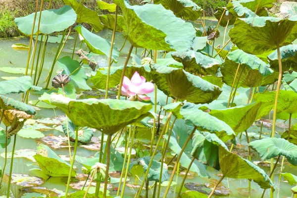 Pink Lotus Blossoms Water Drops Lotus Leaf Morning Pond — ストック写真