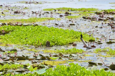  Beyaz ve pembe nilüfer, göl güzelliğinde.