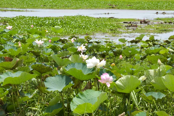 field White and pink lotus in lake beauty nature