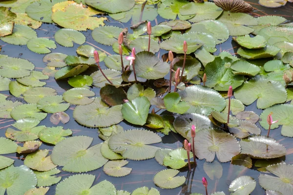 Rose Lotus Blanc Vert Feuilles Beauté Nature Dans Lac — Photo