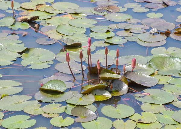 Rose Lotus Blanc Vert Feuilles Beauté Nature Dans Lac — Photo