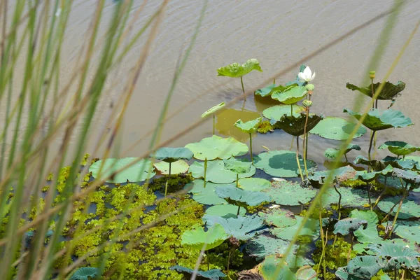 Äng Och Vit Lotus Blommar Vatten — Stockfoto