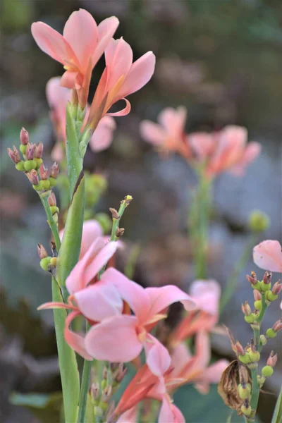 Rosa Och Röda Canna Blommor Blommar Trädgården — Stockfoto