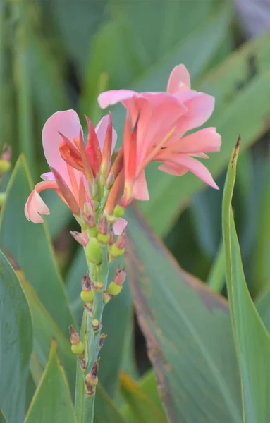 Flores Canna Rosa Roja Florecen Jardín — Foto de Stock