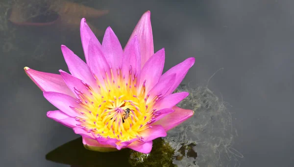 Pink Lotus Blooming Beautiful Nature Garden Thailand — Stock Photo, Image