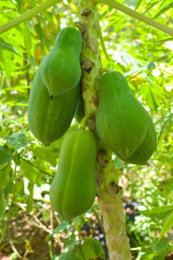 Tayland 'daki bahçede Papaya meyvesi
