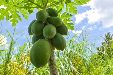 Tayland 'daki bahçede Papaya meyvesi