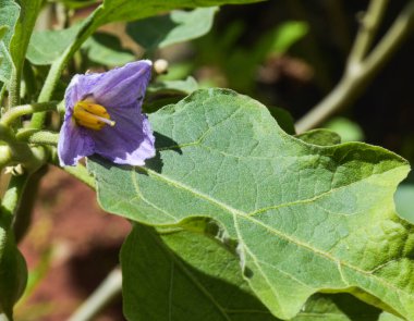  Tayland sebze bahçesi patlıcan çiçekleri
