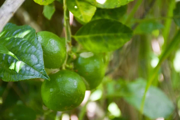 Zelené Citrónové Ovoce Visí Farmě Thajsko — Stock fotografie