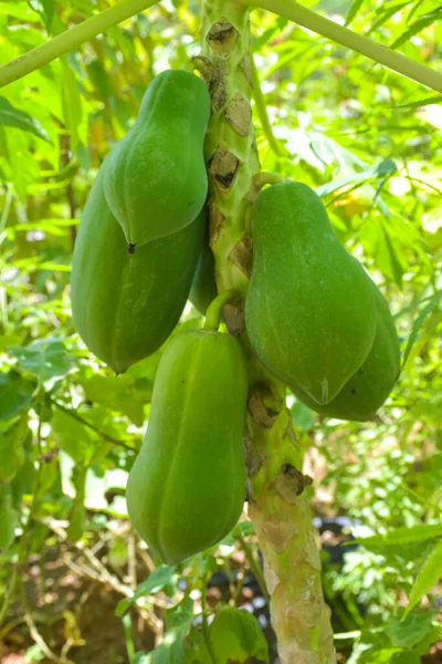 Papaya Fruit Tuin Thailand — Stockfoto