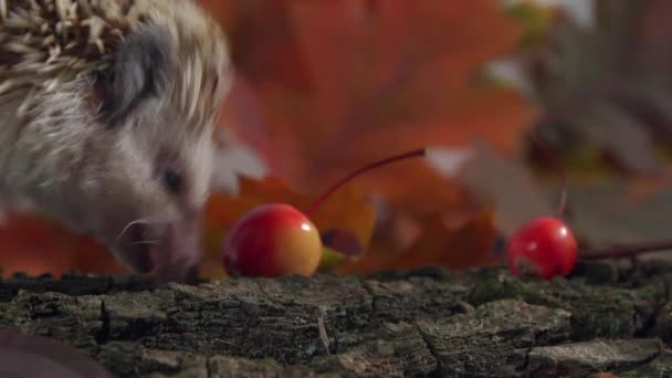 Un piccolo riccio cammina attraverso un bosco autunnale e mangia piccole mele — Video Stock