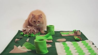 Kızıl kedi entellektüel bir oyunda yiyecek arıyor.