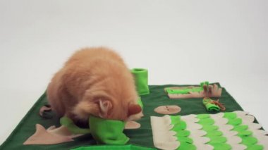 Entellektüel bir oyuncağın içinde yemek arayan şişman bir kedi..