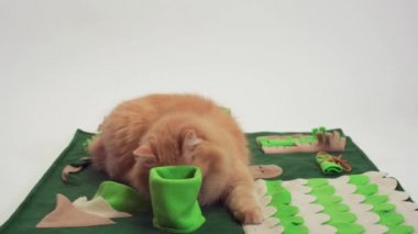 Kızıl kedi entellektüel oyunda gizli yiyecekleri arıyor.