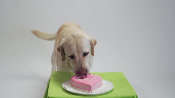 Λευκό Λαμπραντόρ σκυλί τρώει ροζ τούρτα γενεθλίων της στον εορτασμό — Αρχείο Βίντεο