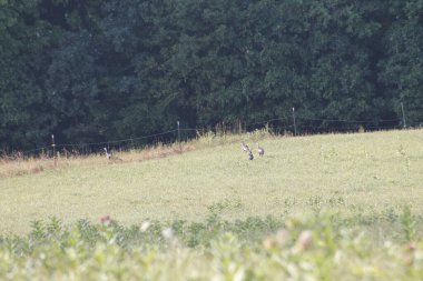 Ormandaki bir çayırda güzel bir geyik