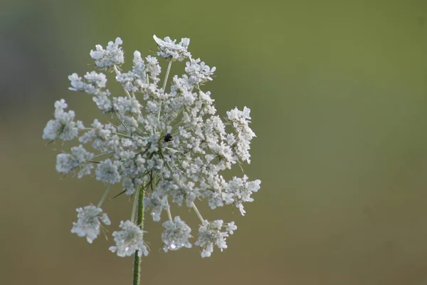 Білі Квіти Лісі — стокове фото