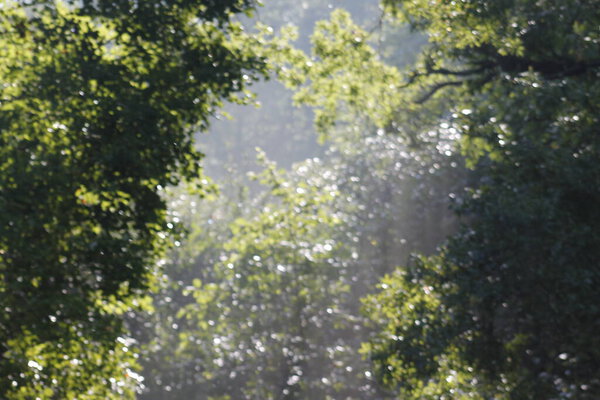 green tree in summer forest