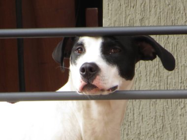 Köpek kameraya gülümsüyor. Kendi evcil hayvanım.