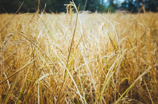 Bellissimo Campo Riso Oro Con Sfondo Selettivo Trama Fuoco Agricoltura — Foto Stock