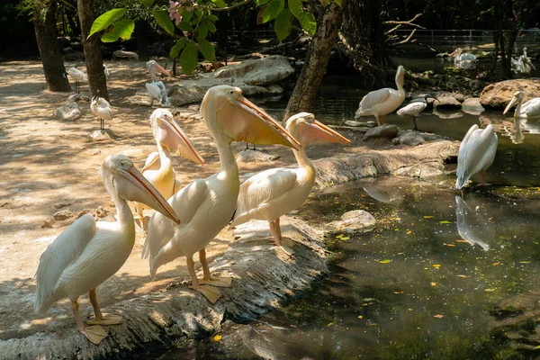 Spot Billed Pelican Pelecanus Philippensis Birds Zoo Beautiful Cute Animals — стоковое фото