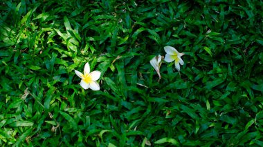 Güzel yeşil çimen arkaplan dokusu.