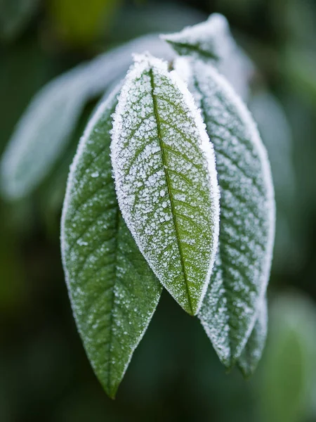 Folhas Verdes Inverno Com Efeito Fosco Sobre Eles Fotografias De Stock Royalty-Free