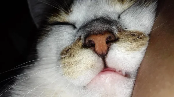 Close View Cute Sleeping Cat — Stock Photo, Image