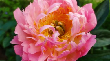 Mercan pembesi renginde, taç yaprakları ve erkeklik organlarıyla çekilmiş botanik bir fotoğraf. Şakayık mevsimi. Botanik bitki türü Paeonia melezi 'Mercan'. 