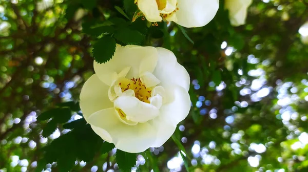 Vita Rosor Grön Bakgrund Närbild Vackra Blommande Blommor Trädgården Med — Stockfoto