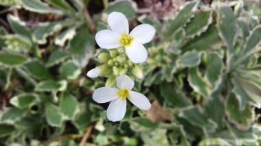 two white flowers of Arabis caucasica