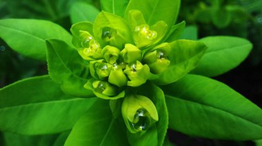 bright green foliage with waterdrops 