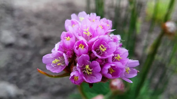 Beautiful Pink Flowers Bloom Flora Nature — Foto Stock