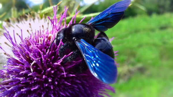Carpenter Bee Xylocopa Collects Nectar Purple Flower — Fotografia de Stock