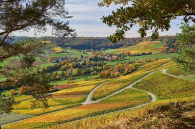 Eberstadt 'taki renkli üzüm bağları (Almanya)                               