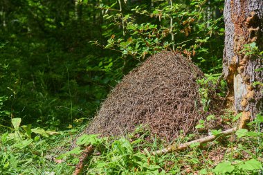  Ağacın altındaki büyük karınca yuvası.                              