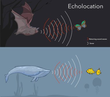 Illustration depicting the ability of some  animals to use sonar, or echolocation clipart